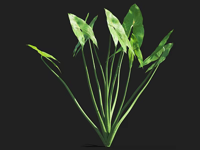 Lush Green Aquatic Plant With Long Stems And Fresh Green Leaves 3d model