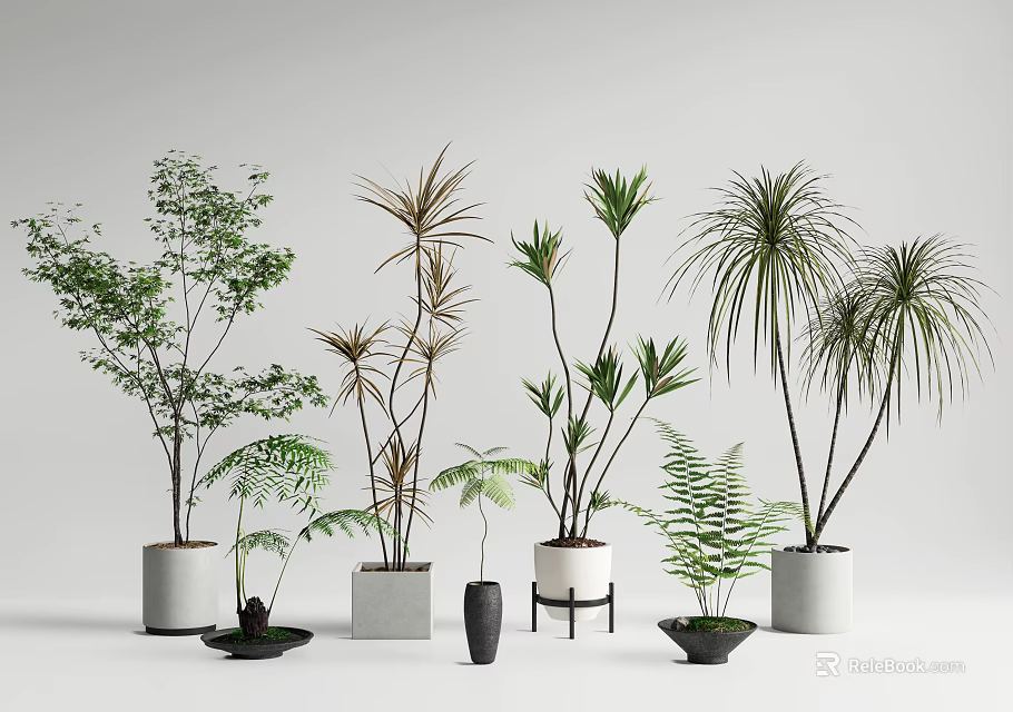 Various Bonsai Potted Plants With Different Leaf Types And Ceramic Planters 3d model