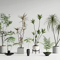 Various Bonsai Potted Plants With Different Leaf Types And Ceramic Planters 3d model