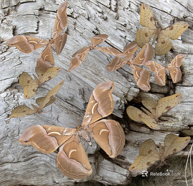 Multiple Brown Flying Animals Perched On Rough Wooden Tree Bark Surface 3d model 