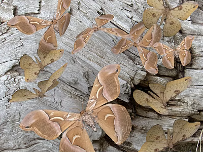 Multiple Brown Flying Animals Perched On Rough Wooden Tree Bark Surface 3d model