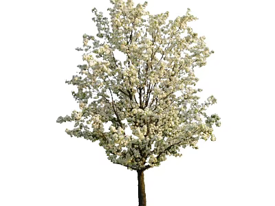 Blooming Tree With Lush White Flowers And Dark Trunk 3d model