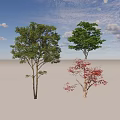Different Types Of Arbor Trees With Green And Red Foliage And Varied Shapes