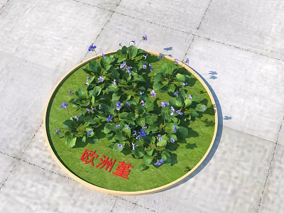 European Violet Flowers with Green Leaves and Purple Blooms in Circular Stone Pavement Bed 3d model