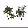 Tall Arbor Tree With Lush Green Foliage Thick Trunk And Red Fruits Beside Silhouette Figure