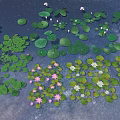 Beautiful Water Lilies And Lotus Flowers With Pink White Blooms Green Leaves On Serene Pond