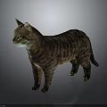 Realistic Tabby Cat Standing On Reflective Surface With Striped Fur And Green Eyes