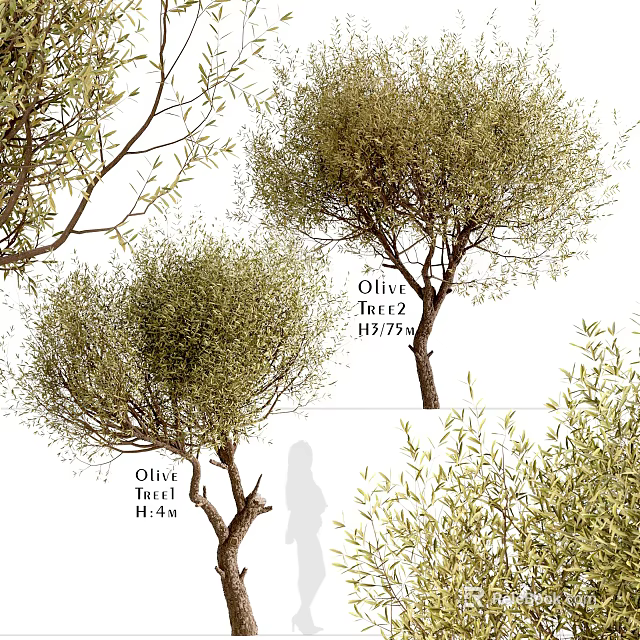 Olive Trees With Various Heights And Dense Foliage For Landscaping Projects 3d model 