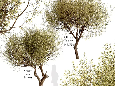 Olive Trees With Various Heights And Dense Foliage For Landscaping Projects 3d model