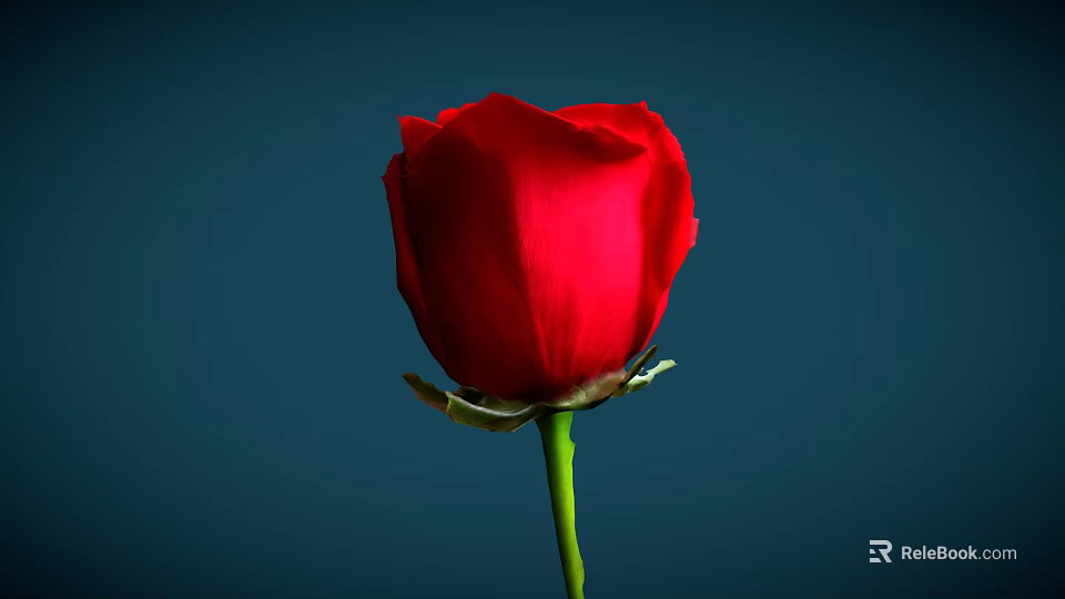 Beautiful Single Red Rose with Green Stem and Leaves against Dark Blue Background 3d model 