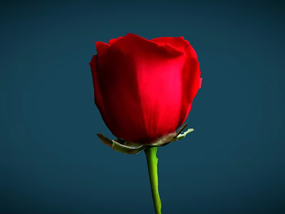 Beautiful Single Red Rose with Green Stem and Leaves against Dark Blue Background 3d model