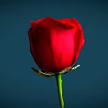 Beautiful Single Red Rose with Green Stem and Leaves against Dark Blue Background