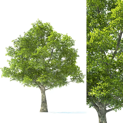 Modern Tree Landscape Trees 3d model Modern Tree Landscape Trees 3d model