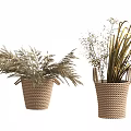 Decorative Potted Plants in Woven Baskets with Feathery and Long Slender Leaves