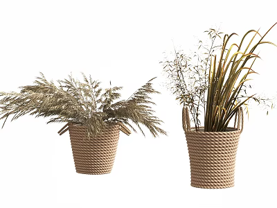 Decorative Potted Plants in Woven Baskets with Feathery and Long Slender Leaves 3d model