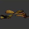 Vibrant Plant Leaves with Yellow Orange Red Green Hues and Spotted Patterns Against Dark Background