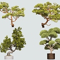 shrub bonsai modeling tree 3d model