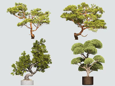 Artfully Shaped Bonsai Plants With Unique Designs In Various Decorative Pots 3d model