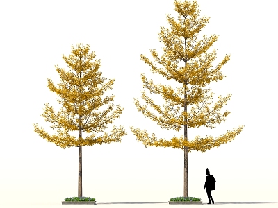 Ginkgo Tree Landscape Street Tree Autumn Park Greening Shrub Group model