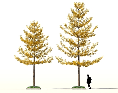 Ginkgo Tree Landscape Street Tree Autumn Park Greening Shrub Group 3d model