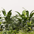 Lush Green Tropical Plants With Banana Leaves And Fern Foliage In Garden
