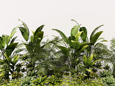 Lush Green Tropical Plants With Banana Leaves And Fern Foliage In Garden 3d model
