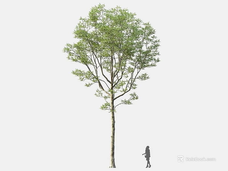 Tall Arbor Tree With Lush Green Foliage And Human Silhouette In Outdoor Scene 3d model 