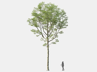 Tall Arbor Tree With Lush Green Foliage And Human Silhouette In Outdoor Scene 3d model
