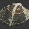 Marine Aquatic Animal Shell Featuring Brown White Stripes And Natural Texture