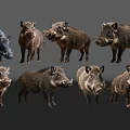 Various Wild Boars In Different Poses On Gray Background 3d model