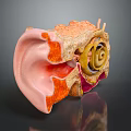 Detailed Human Ear Anatomy 3D Model With Outer Middle Inner Structures