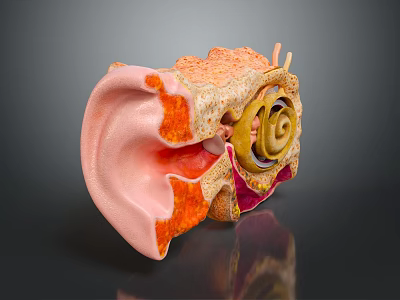Detailed Human Ear Anatomy 3D Model With Outer Middle Inner Structures 3d model