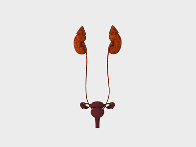 Human Kidney Bladder Anatomical Model Medical Device For Educational Use 3d model