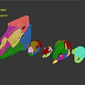 Medical Device Anatomical Animal Skull Models Of Different Sizes For Teaching Purposes