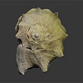 Intricate Conch With Spiky Protrusions And Unique Yellowish Brown Textured Pattern On Dark Surface