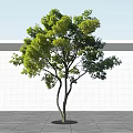 Tall Green Leafy Tree With Brown Trunk Against White Wall And Gray Ground