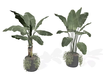 Large Leaf Potted Plants in Dark Pots with Trailing Vines for Indoor Decor 3d model