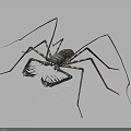 Realistic Scorpion With Long Legs And Patterned Carapace Body Structure 3d model