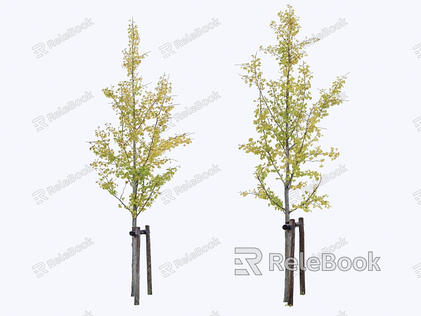 trees street trees deciduous trees ginkgo tree 2D plants model