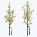 trees street trees deciduous trees ginkgo tree 2D plants 3d model