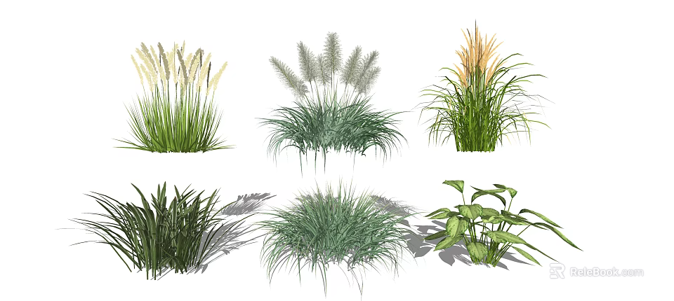 Various Ornamental Grasses With Green Foliage And Decorative Plumes In Shaded Effects 3d model 