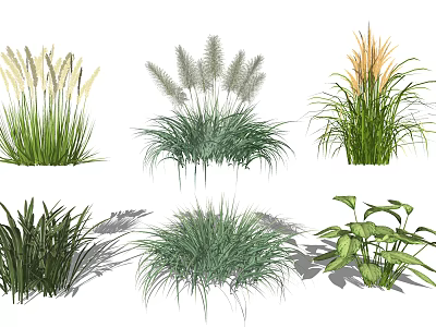 Various Ornamental Grasses With Green Foliage And Decorative Plumes In Shaded Effects 3d model