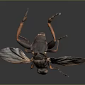 Detailed View Of Flying Insect With Transparent Wings And Black Body On Dark Background