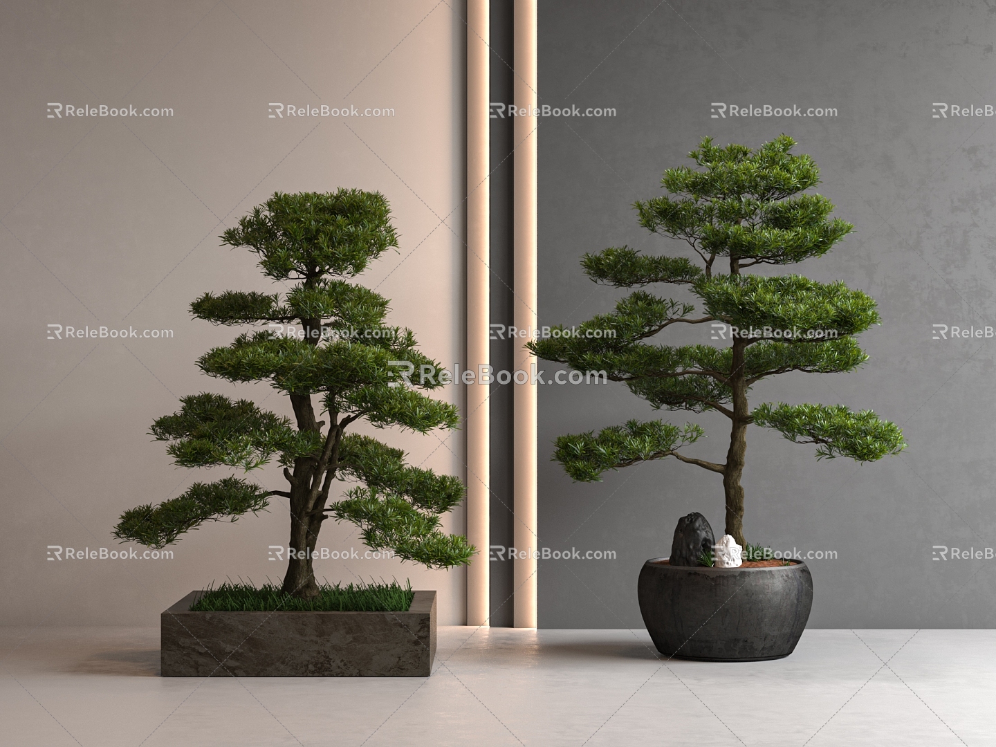 New Chinese Pine Bonsai Podocarpine 3d model