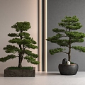 New Chinese Pine Bonsai Podocarpine 3d model