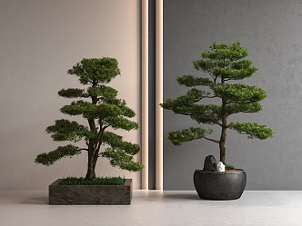 New Chinese Pine Bonsai Podocarpine 3d model