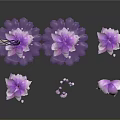 Purple Lotus Flowers with Large Leaves and Small Petals on Dark Background with Reflections
