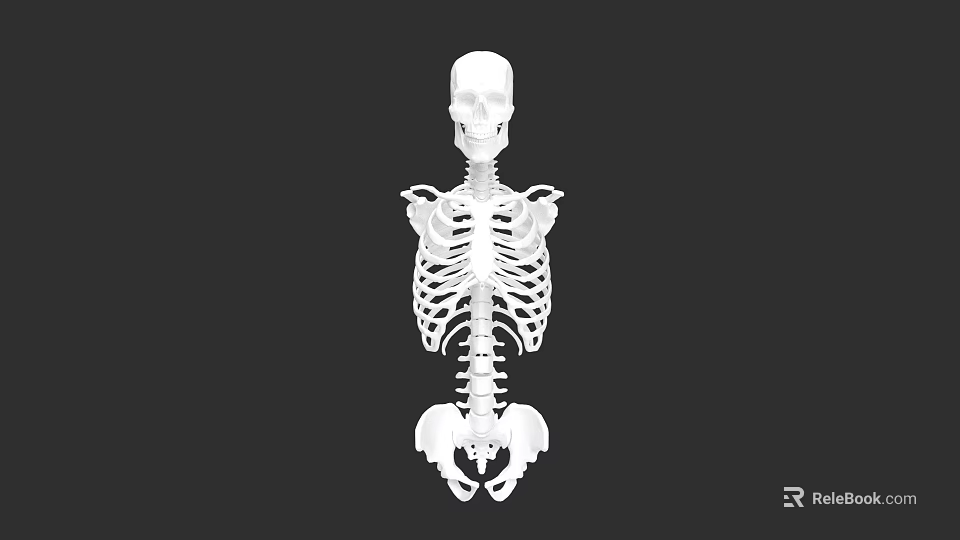 Human Chest Skeletal Structure Anatomical 3D Model With Rib Cage And Sternum 3d model 