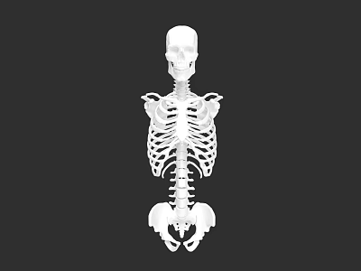 Human Chest Skeletal Structure Anatomical 3D Model With Rib Cage And Sternum 3d model