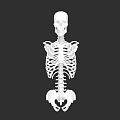 Human Chest Skeletal Structure Anatomical 3D Model With Rib Cage And Sternum